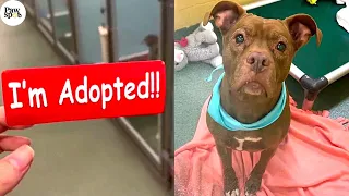 Priceless Moments When Shelter Dogs Realized They Are Being Adopted Into Their Forever Homes'