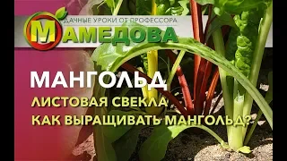 Мангольд / Листовая свекла. Как выращивать Мангольд?