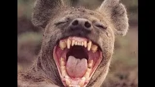 Hyenas Fighting and Mating Lions vs Hyenas[Metamorphosis Documentary]