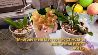 Реанимация Орхидеи Многодетной  Мастер_Пис можно считать успешной/Мамки бабушки детки будут жить