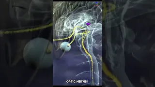 What is the Optic nerve ? #optic #nerves #eyes