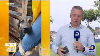 Cachorrinho 'Chorão' reencontra seu tutor após 10 dias separados