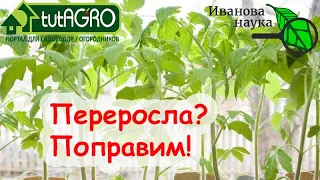 САМОЕ ПРАВИЛЬНОЕ, ЧТО НАДО СДЕЛАТЬ С ПЕРЕРОСШЕЙ и ВЫТЯНУВШЕЙСЯ РАССАДОЙ.