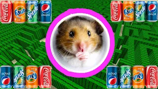 My Funny Pet Hamster takes on the COCA COLA Obstacle Course #shorts