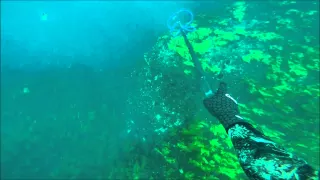 Broughton Island Spearfishing 29/11/14