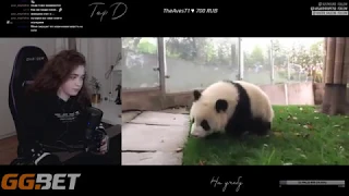 ELLVI Смотрит : Panda cub and nanny`s war