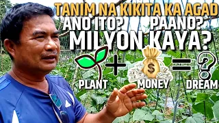 TANIM NA KIKITA KA AGAD NG PERA, KIKITA KAYA NG MILYON? PAANO? | D' GREEN THUMB