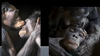 PRIMATE COGNITION & COMMUNICATION LECTURE