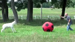 Animals Play with Balls