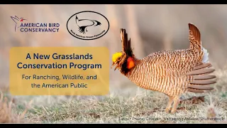 A New Grasslands Conservation Program for Ranching, Wildlife, and the American Public | Webinar