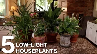 5 Low Light Indoor Plants for Your Home or Office 🌿