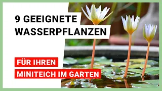 9 geeignete Wasserpflanzen für den Miniteich im Garten