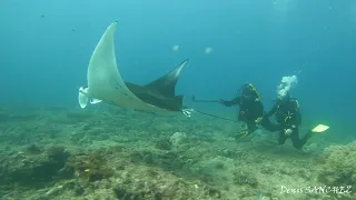 20240508 Plongée Nouvelle Calédonie Passe de Boulari Raies Mantas, requins gris, ... Denis SANCHEZ