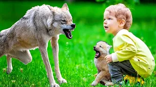 Мальчик взял на руки волчонка. Но тут появилась волчица и произошло ужасное!