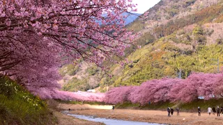 河津桜 4K Kawazu Cherry Blossoms 🌸 Full bloom in pink 🌸 Sakura 2021