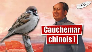 Quel rôle joua le Moineau friquet dans la Grande Famine en Chine ? - LLT #09