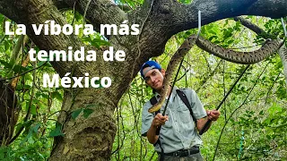 La serpiente mas temida de México | Conoce a la nauyaca real | Central American Lancehead