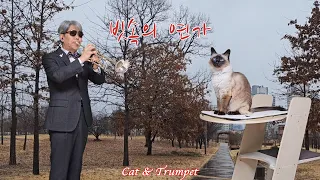 "빗속의 연가" 트럼펫커버(Trumpet Cover)