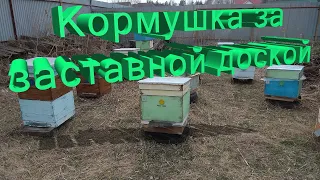 Профессор Кашковский про кормушку за заставной доской