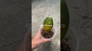 Propagate orchid leaves with aloe vera #shorts