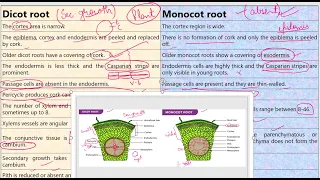 Monocot Root vs Dicot Root