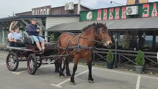 ЗА ПРОДУКТАМИ ДО МІСТА/БОГДАНОВА КОБИЛА ТО Є СКАРБ🔥