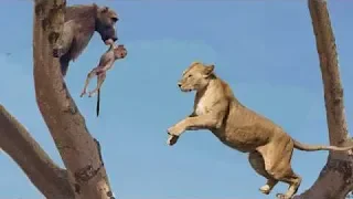 OMG  Mother Baboon Fail Try To Save Her Baby From Lion Hunting   Very touching s