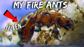 MY GROWING ARMY OF FIRE ANTS | GETTING BIGGER & MORE COMPLEX