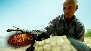 The Fatally Venomous Barb Of A Stingray | STINGRAY | River Monsters