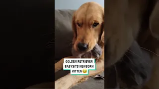 Golden Retriever Babysits Newborn Kitten 🥺 (🎥 viralhog)  #furrytails