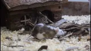 Maus macht Hochwasserschutz