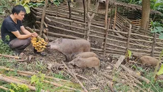 Take care wild boars, make pigeon coop, Survival Instinct, Wilderness Alone (ep95)