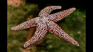 Echinoderm