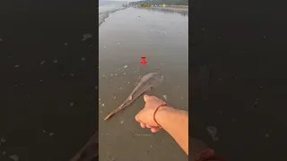 WOW! Saving the World's Largest Stingray Fish 🥺 #shorts #fish