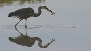 Great Blue Heron catches and eats a fish