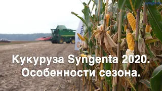 Кукуруза Syngenta 2020. Особенности сезона.