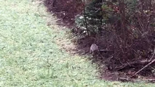 Bobcat hunting mice/weasels