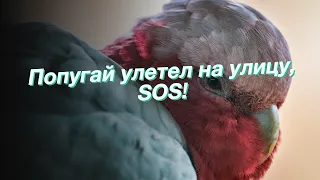 Попугай улетел на улицу, SOS!