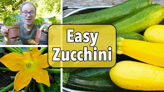 Growing Zucchini (Courgettes) from Sowing to Harvest