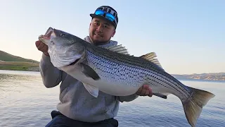 San Luis reservoir 30 lbs Striper caught from shore. May 2024