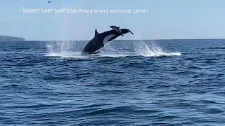 Killer whales wow tourists and hunt dolphins off San Diego coast