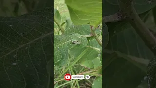 SSSHHHH! Tree frog 🐸 sleeping on milkweed leaf | #nature #amphibian #theairport