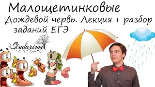 Малощетинковые. Строение дождевого червя. Лекция и разбор заданий от Юрия Беллевича