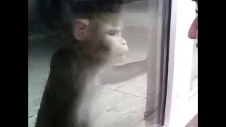 Злая обезьяна) ANGRY MONKEY))