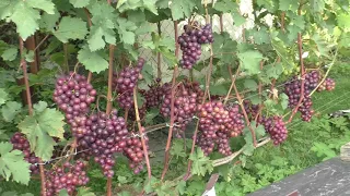 Столовые сорта винограда на конец августа 2021