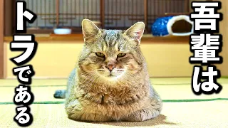 庭に住みついた野良猫を家猫へ#12【5匹の猫達とトラのお話】