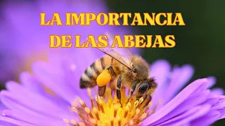 🐝Explorando el Mundo de las Abejas: Guardianas de la Biodiversidad y la Vida en la Tierra🐝