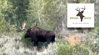 BrushBuck Wildlife Sightings: RARE SIGHT! Bull Moose Stripping Its Velvet, Grand Teton National Park