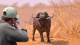 Decisive confrontations 5 hunters VS (lion, buffalo, leopard, hippo, rhino)