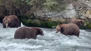 Bears 856 747 801 and 820 move around in far pool 090522 HD